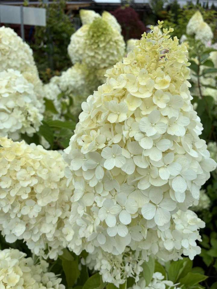 Centrum Ogrodnicze Osowa