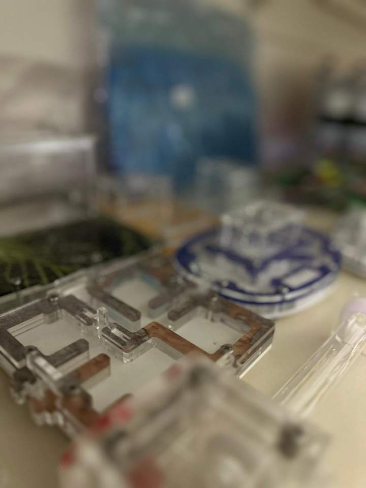 sklep z artykułami dla kota