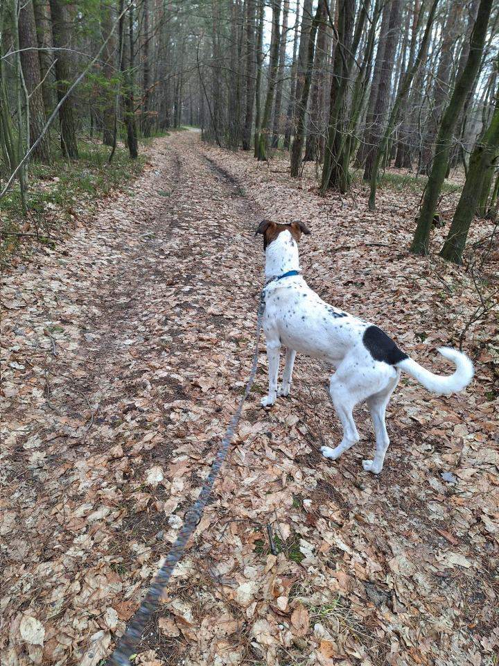 Hotele dla zwierząt