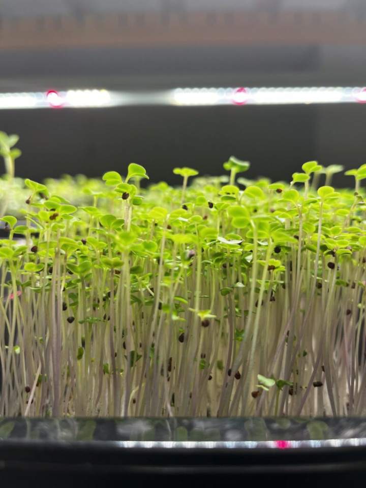 mikroliście brokuła