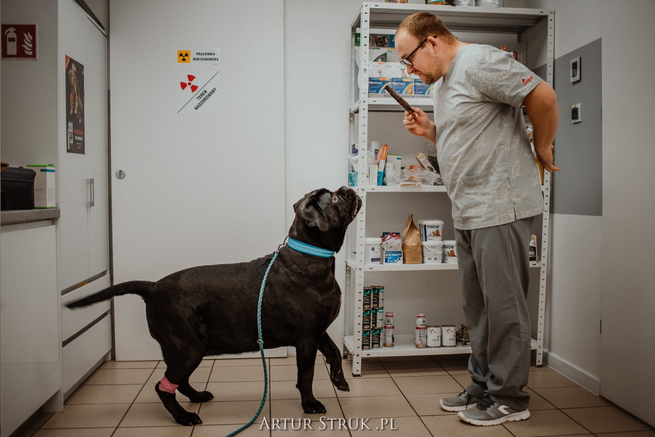 gabinet weterynaryjny, przychodnia weterynaryjna, weterynarz