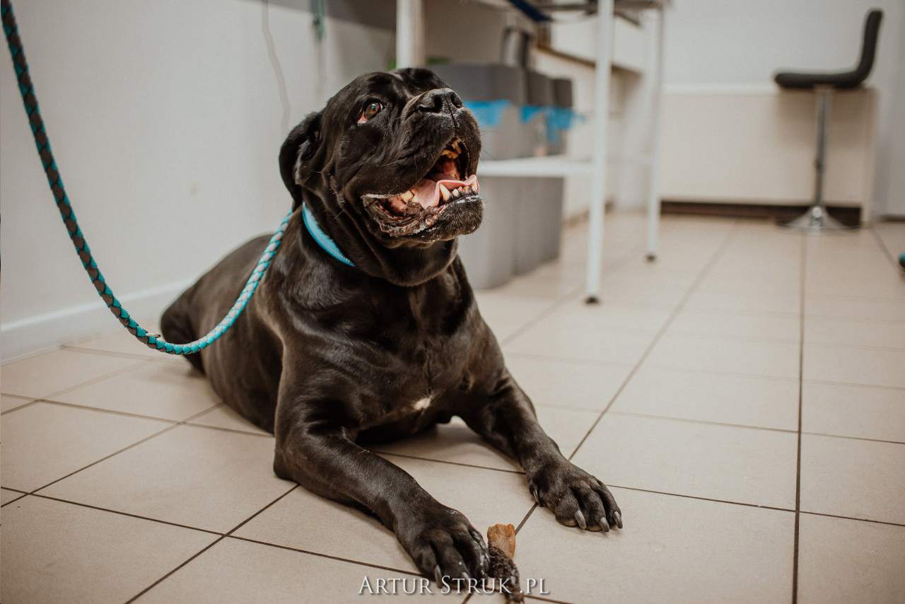 gabinet weterynaryjny, przychodnia weterynaryjna, weterynarz