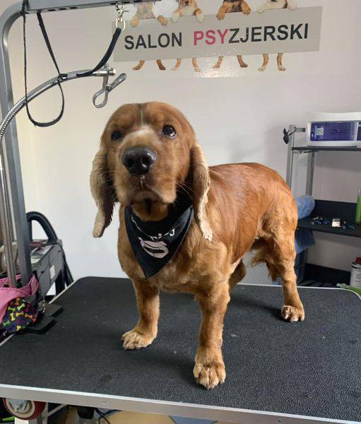 salon fryzjerski dla psów