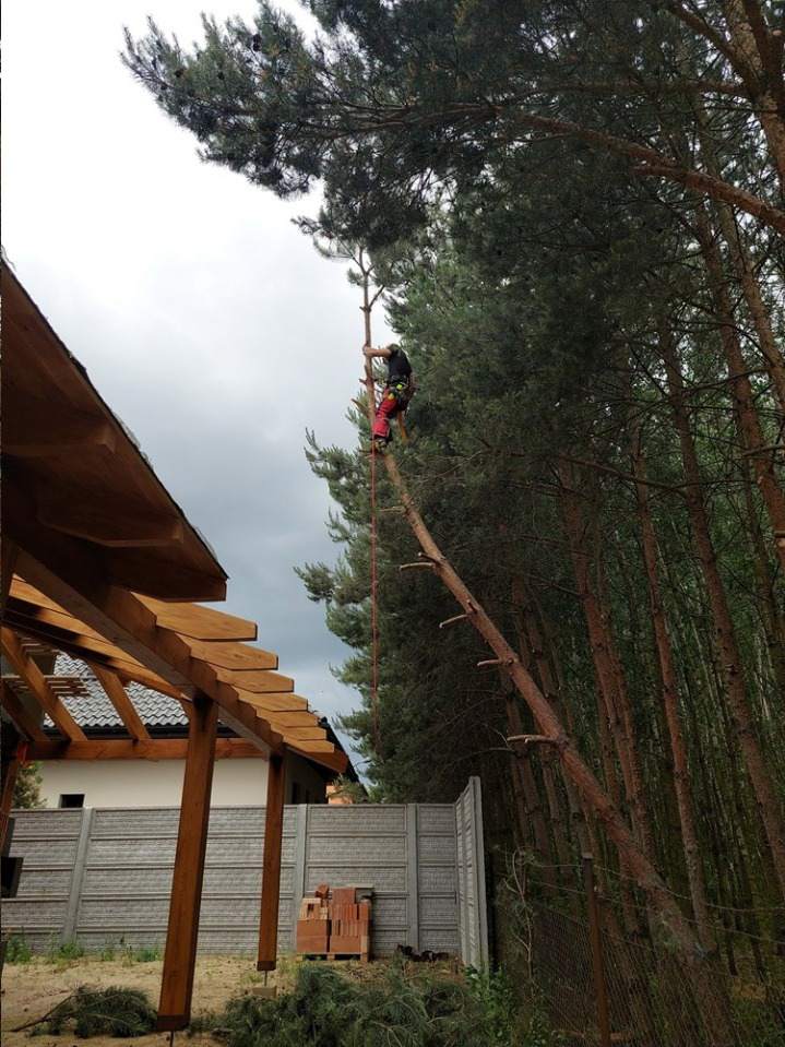 wycinka drzew, wycinka drzew metodą alpinistyczną