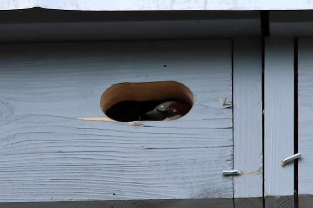 monitoring porealizacyjny ptaków