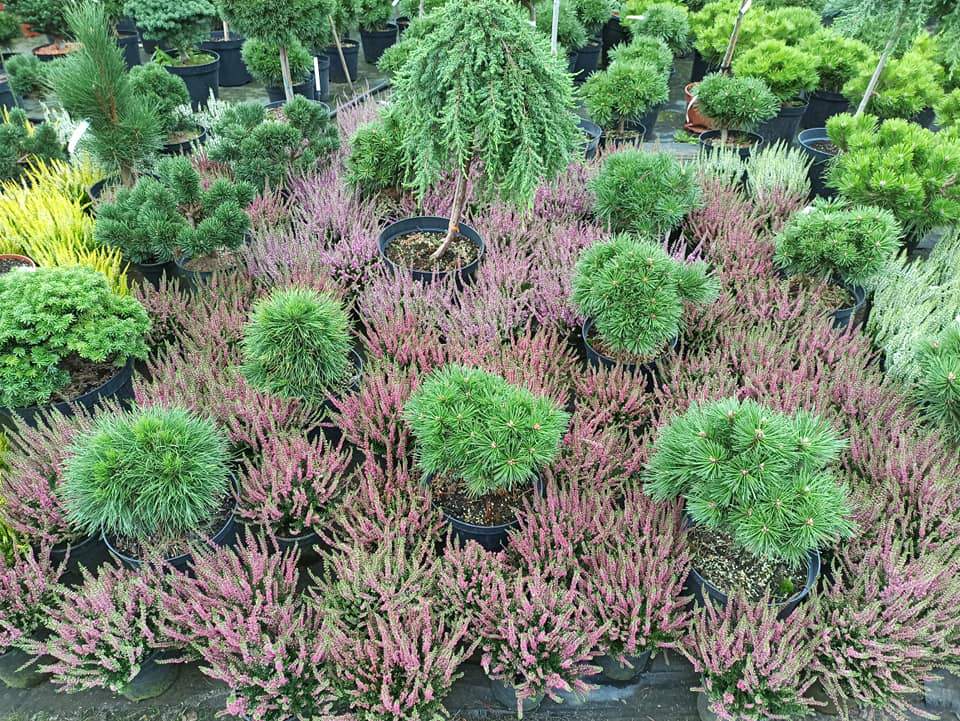 sprzedaż internetowa sadzonek