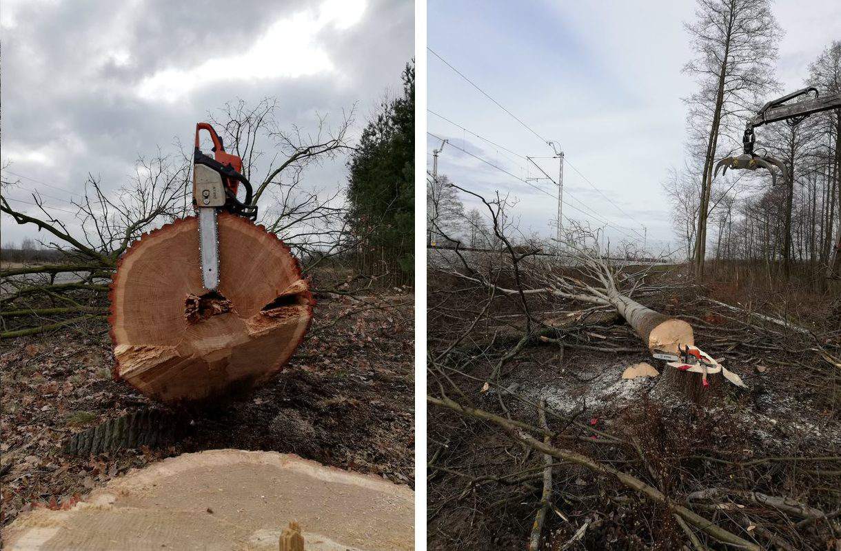 wycinka drzew