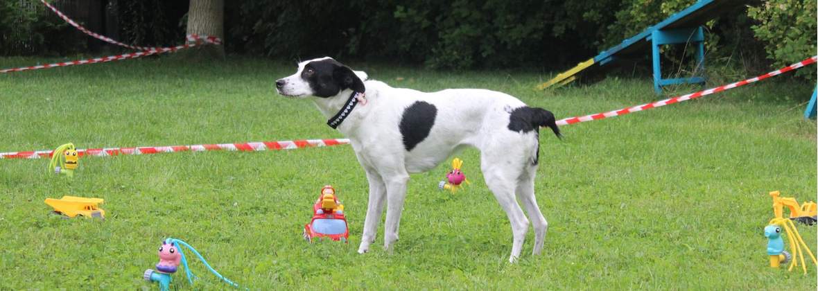 Zwierz Nie na Żarty Karina Uta