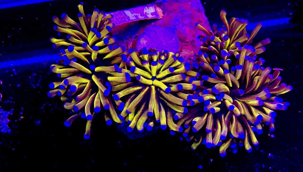 akwarium morskie sprzedaż