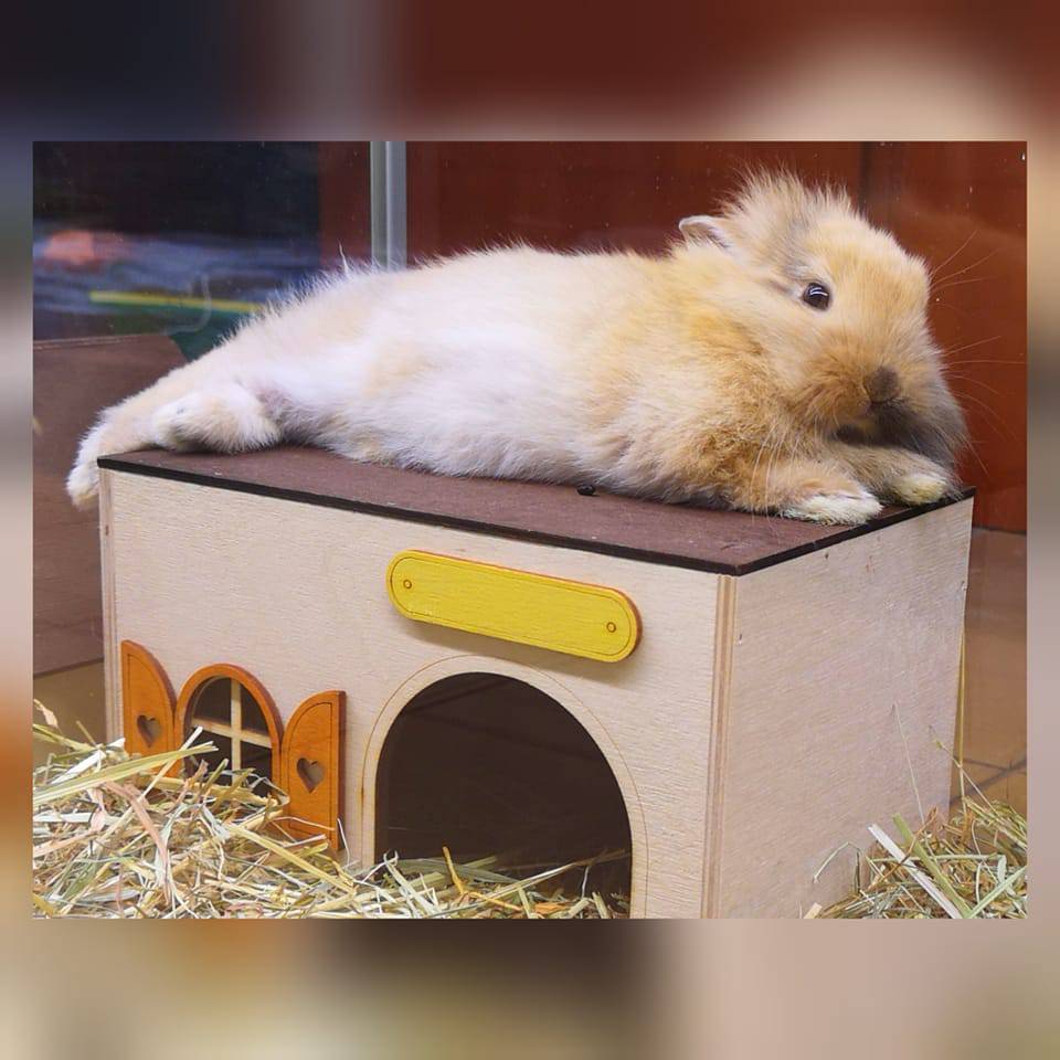 artykuły dla małych ssaków