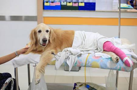 operacje okulistyczne psów