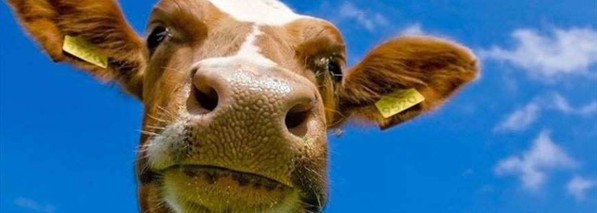 Trzciński Skup bydła Sławomir Trzciński