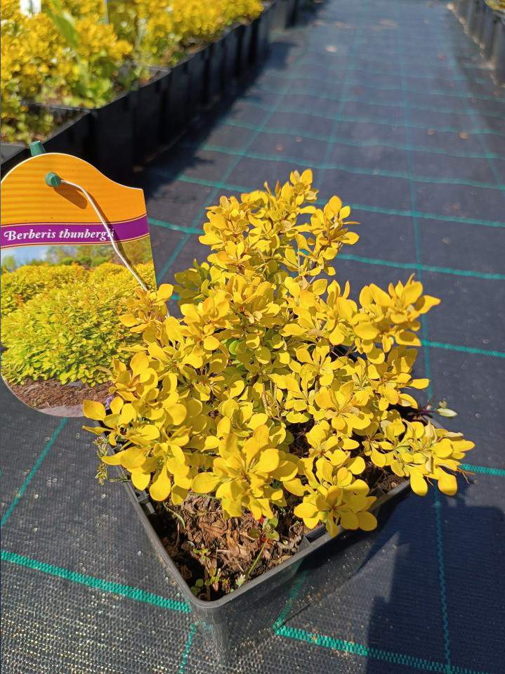 berberys