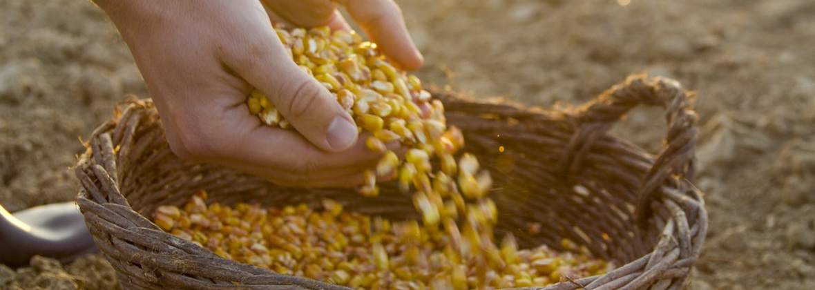 Skup i Sprzedaż Zboża, Terminal Przeładunkowy Wojtal