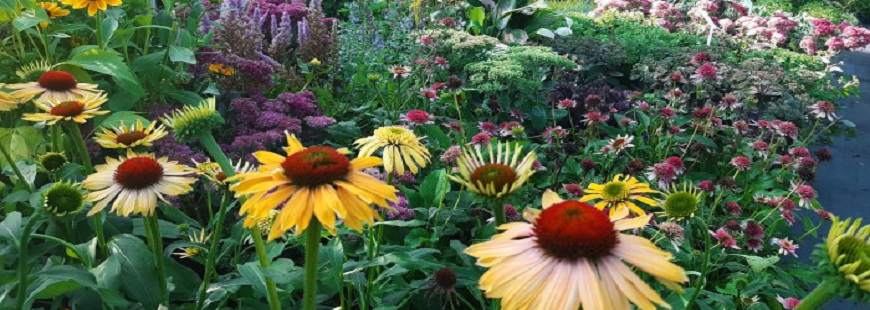 Szkółka Roślin Ozdobnych DAMMERA