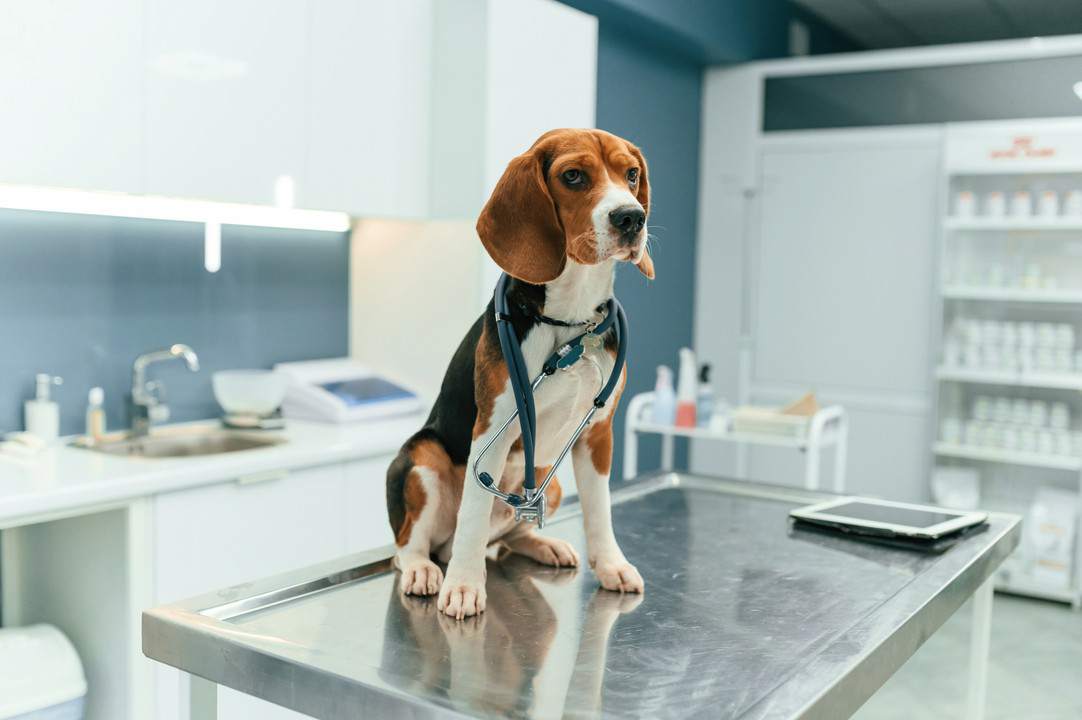 gabinet weterynarza