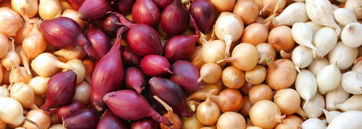 Intermax Przetwórstwo cebuli Przetwórstwo warzyw