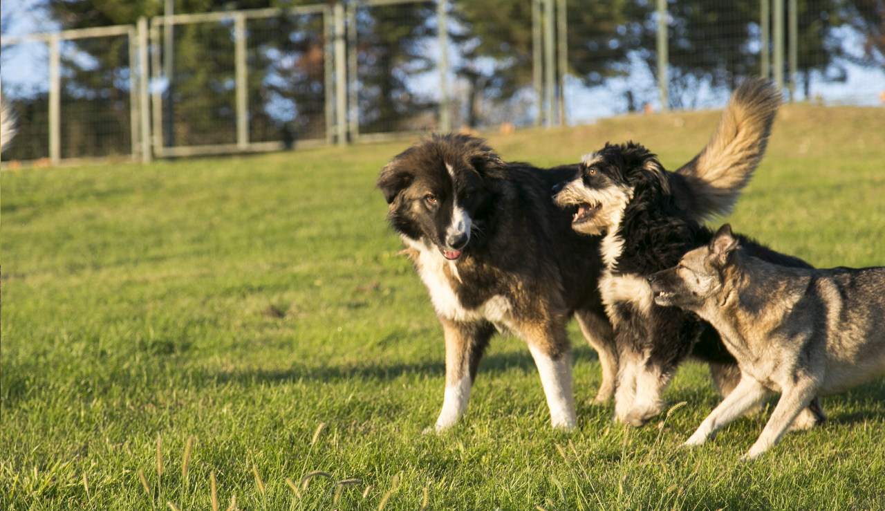 pensjonat dla zwierząt