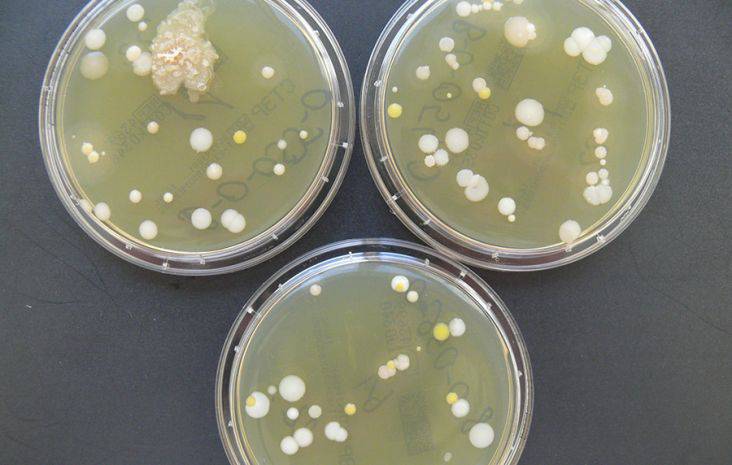 badanie mikrobiologiczne leków