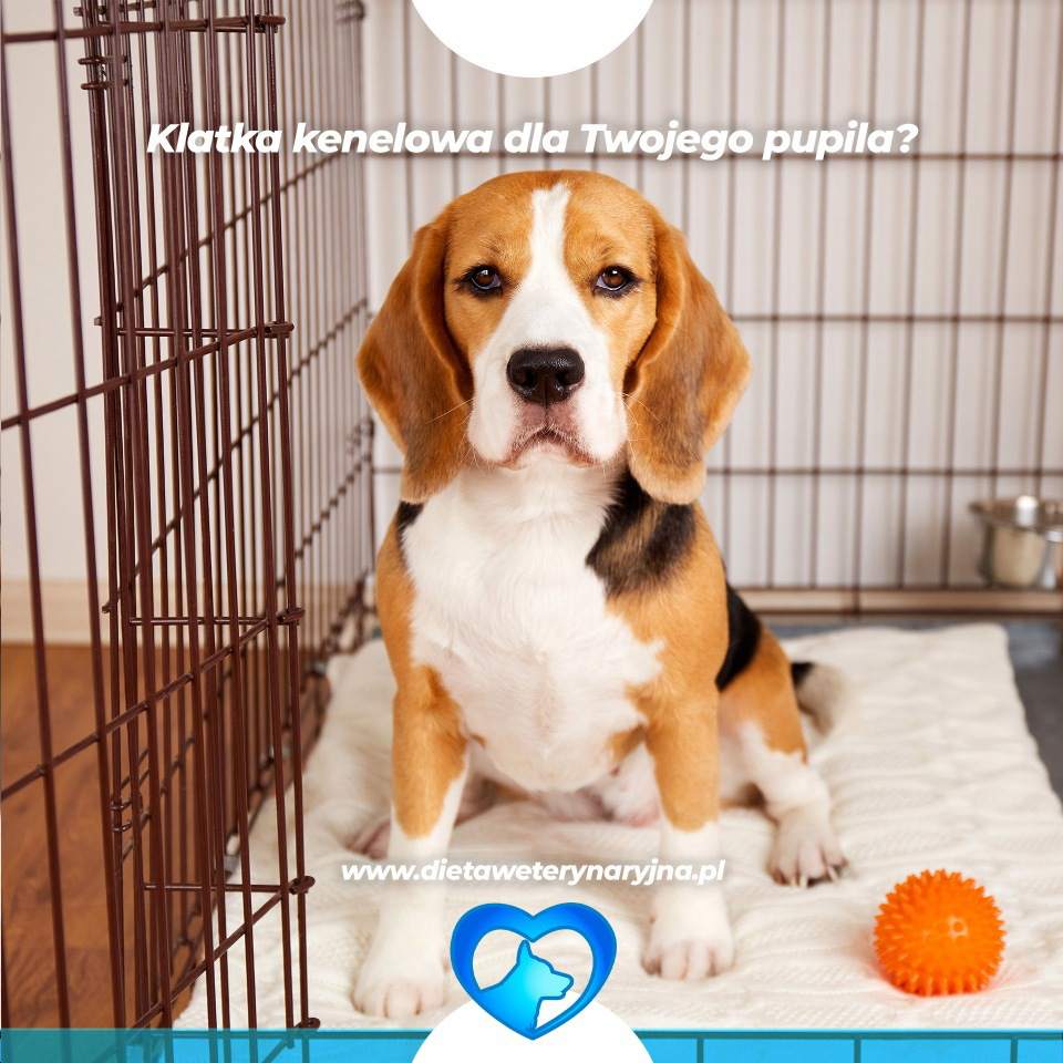 dieta dla psów, dieta dla kotów, konsultacje żywieniowe dla psa