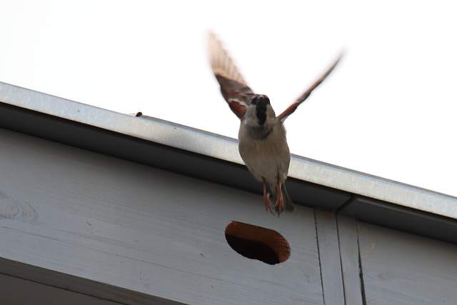 chiropterolog wycinka drzew