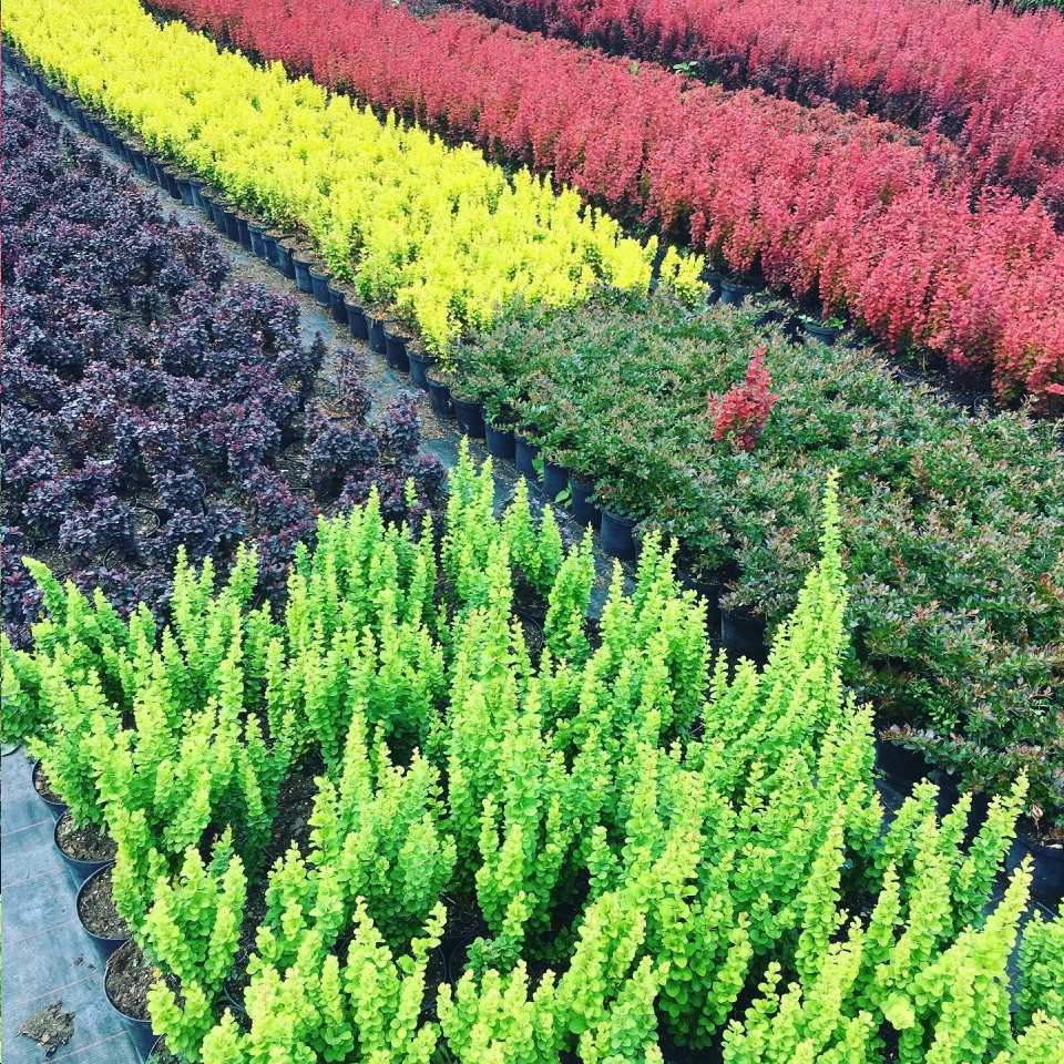 sklep internetowy z sadzonkami