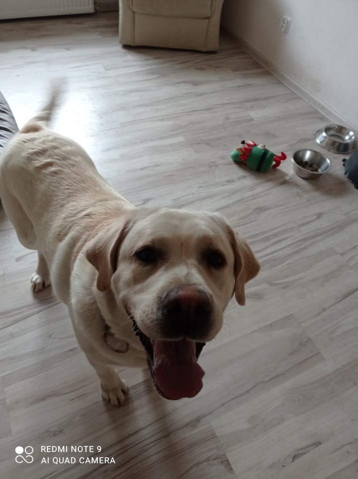 Hotele dla zwierząt