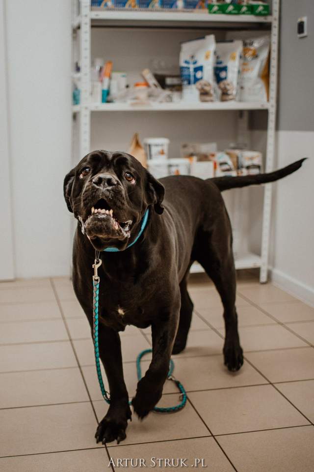 gabinet weterynaryjny, przychodnia weterynaryjna, weterynarz