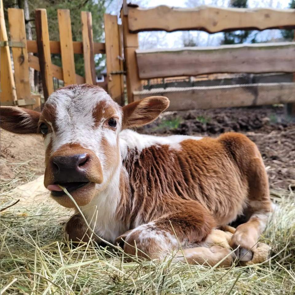 zwierzęta gospodarskie