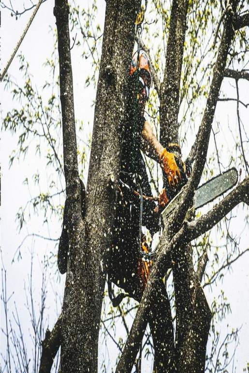 wycinka drzew alpinistyczna