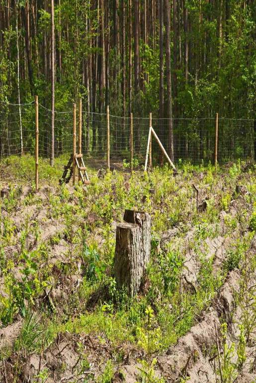 Pielęgnacja Zieleni Krzysztof Kreczmer usługi wycinania drzew