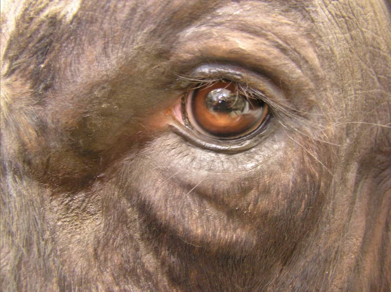 preparowanie zwierząt egzotycznych