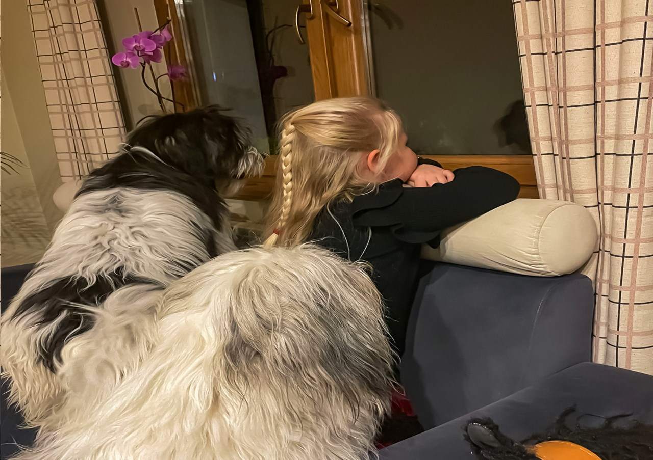 mobilny psi behawiorysta