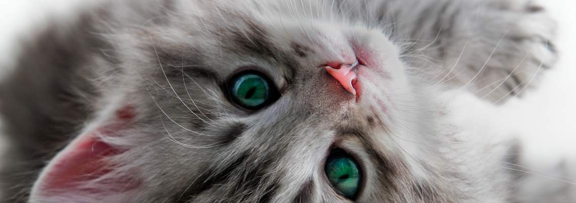 okulistyczny gabinet weterynaryjny