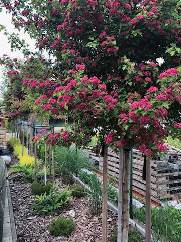 pielęgnacja ogrodów