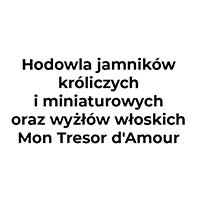 Hodowla jamników króliczych i miniaturowych oraz wyżłów włoskich Mon Tresor d'Amour - Zwierzęta hodowlane