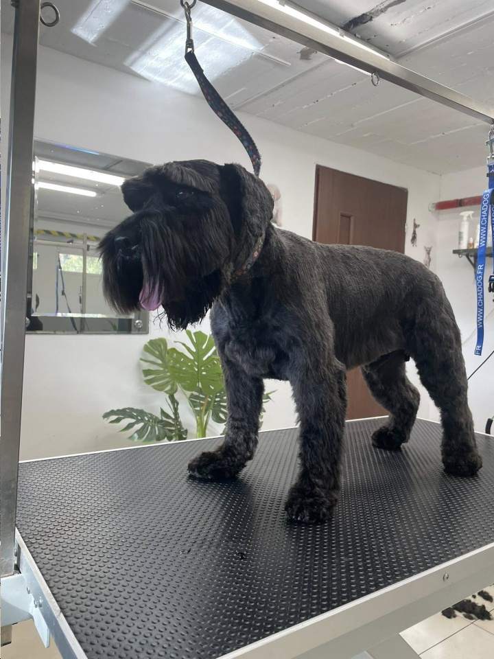 strzyżenie sierści