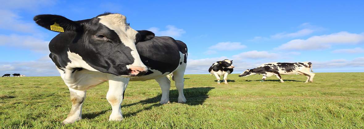 Grzegorz Kaptur Gabinet weterynaryjny