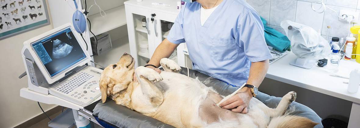 Gabinet weterynaryjny Remedium Dawid Piekała