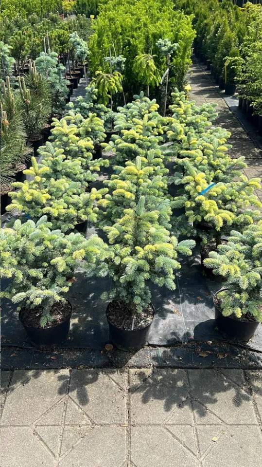 Szkółka Drzew i Krzewów Ozdobnych