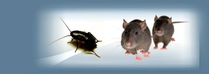 Autoryzowany Zakład Dezynsekcji, Dezynfekcji i Deratyzacji