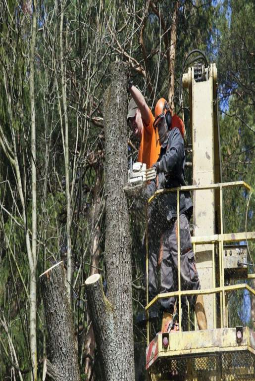wycinka drzew z podnośnika koszowego