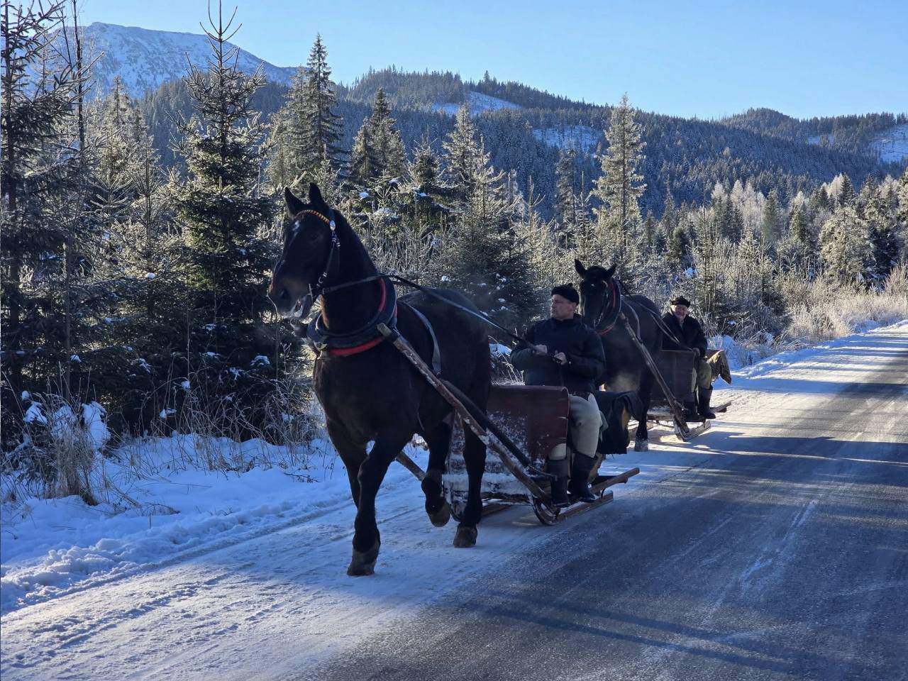 organizacja kuligów