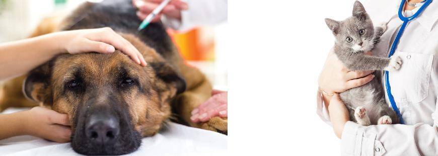 Grzegorz Wójcik Gabinet weterynaryjny