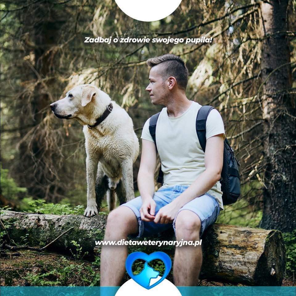 dieta dla psów, dieta dla kotów, konsultacje żywieniowe dla psa