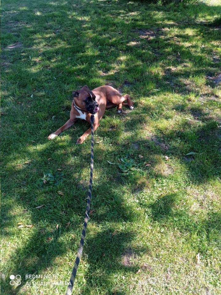 Hotele dla zwierząt