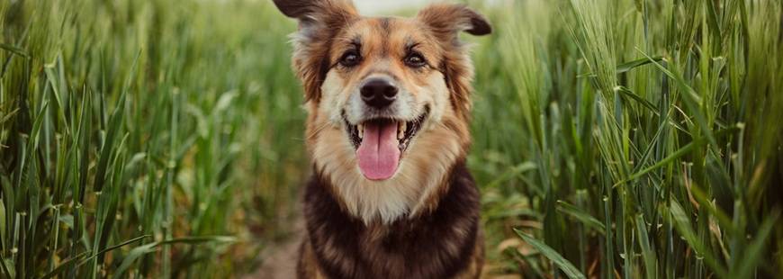 Marcin Brążkiewicz Przychodnia Weterynaryjna