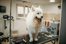 zabiegi weterynaryjne