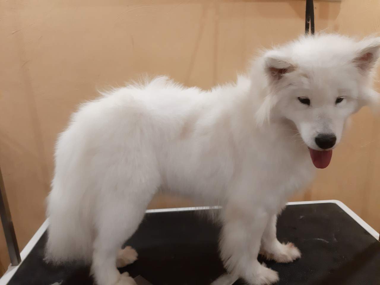 najlepszy hotel dla psów