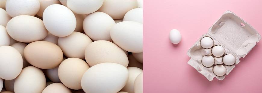 Kraina jaj Joanna Tylkowska